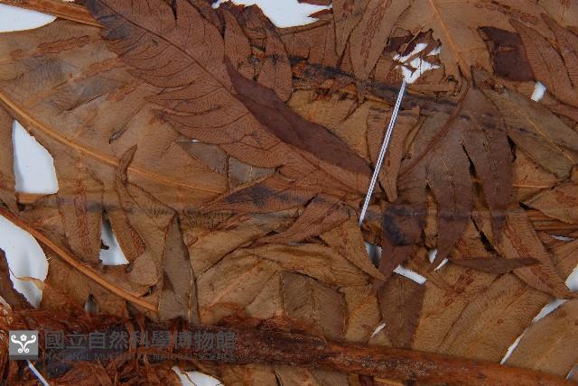 生芽狗脊蕨、頂芽狗脊蕨藏品圖，第4張
