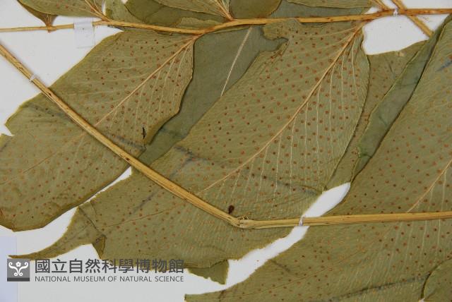 尖葉貫眾蕨藏品圖，第4張