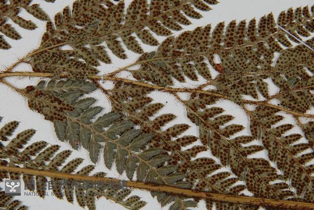 細葉複葉耳蕨藏品圖，第4張