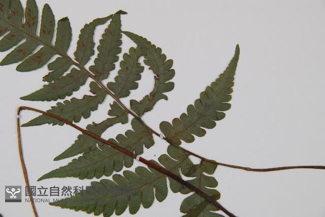 東洋蹄蓋蕨、假蹄蓋蕨藏品圖，第4張