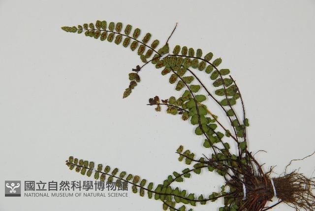 鐵角蕨藏品圖，第4張