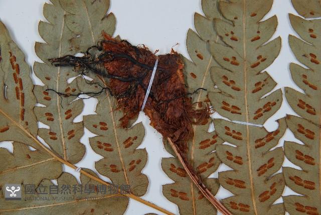 日本狗脊蕨藏品圖，第4張