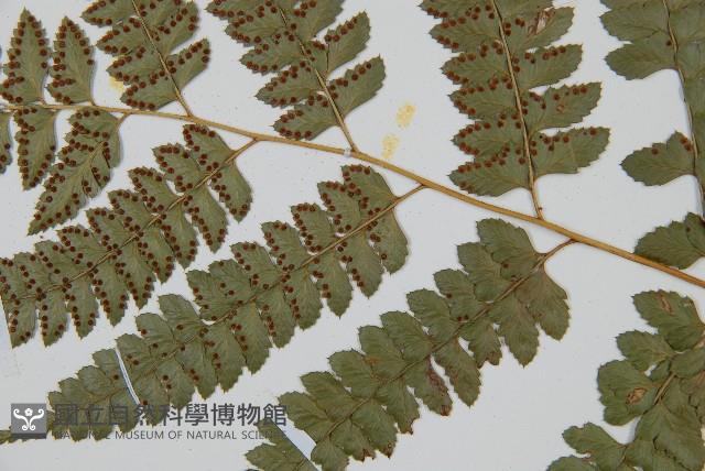 斜方複葉耳蕨藏品圖，第3張