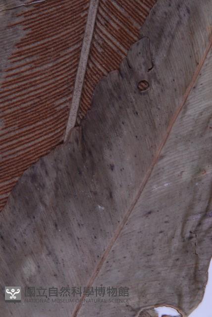 臺灣山蘇花藏品圖，第4張