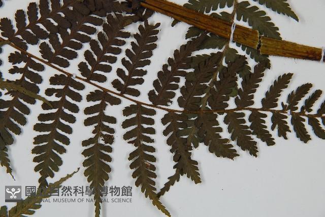 川上氏雙蓋蕨藏品圖，第4張