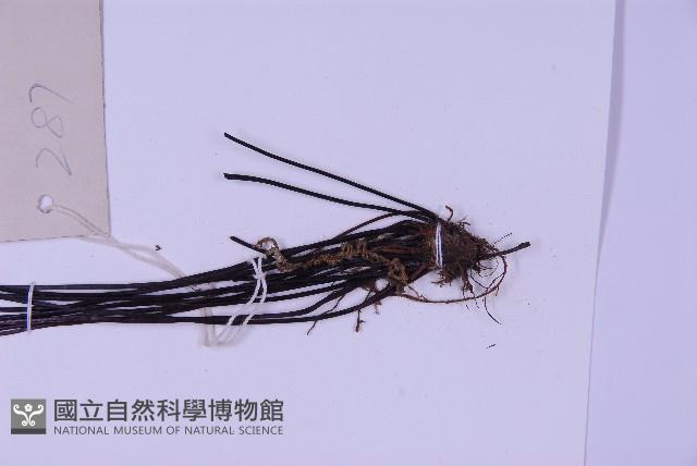 生芽鐵角蕨藏品圖，第4張