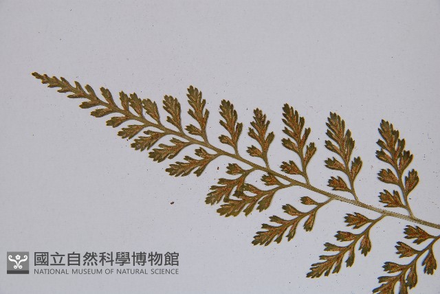 小葉鐵角蕨藏品圖，第4張