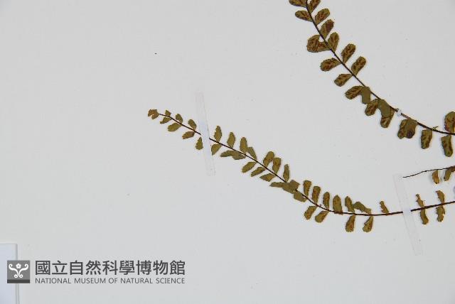 鐵角蕨藏品圖，第4張