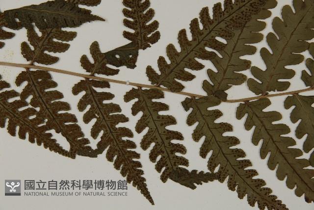 網脈突齒蕨藏品圖，第4張