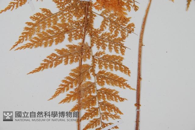 台灣小膜蓋蕨藏品圖，第4張