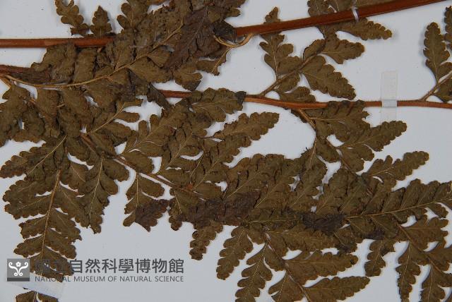 粗毛鱗蓋蕨藏品圖，第4張