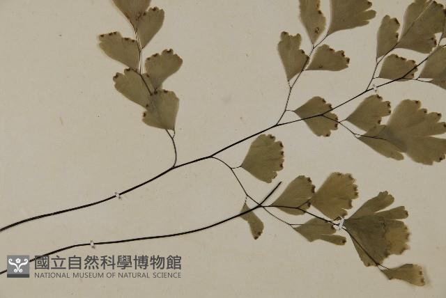 鐵線蕨藏品圖，第4張