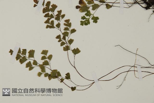 深山鐵線蕨、月芽鐵線蕨藏品圖，第3張
