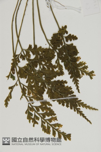 骨碎補鐵角蕨藏品圖，第4張
