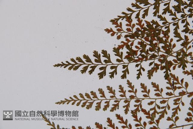 小葉鐵角蕨藏品圖，第4張