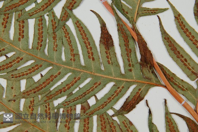 生芽狗脊蕨、頂芽狗脊蕨藏品圖，第4張