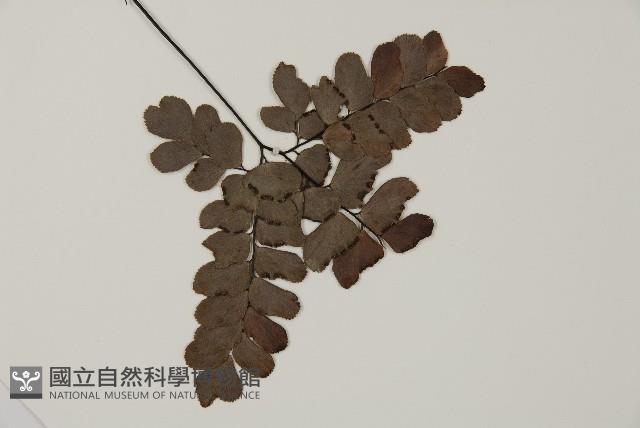 扇葉鐵線蕨藏品圖，第3張