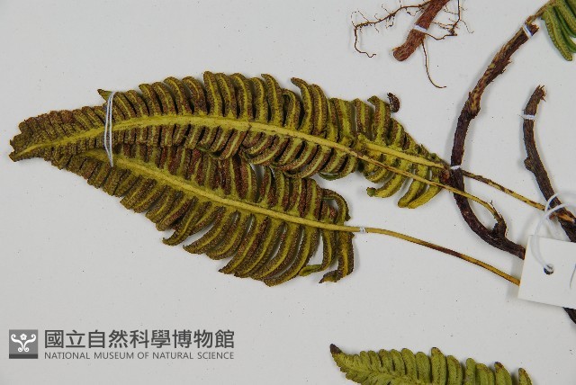 馬來陰石蕨藏品圖，第4張