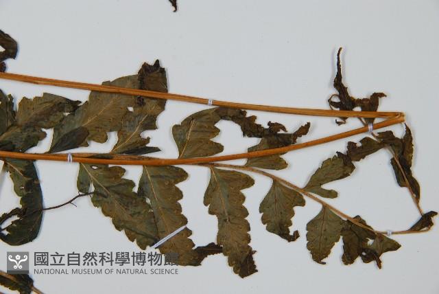 邊緣鱗蓋蕨藏品圖，第4張