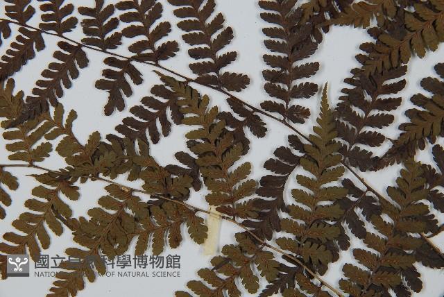 川上氏雙蓋蕨藏品圖，第4張