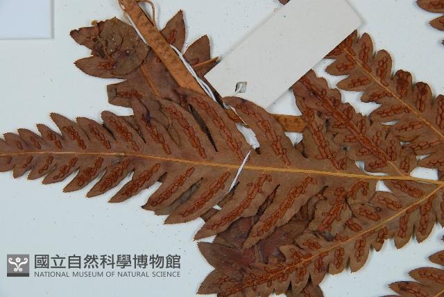 日本狗脊蕨藏品圖，第4張