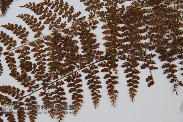 稀子蕨藏品圖，第2張