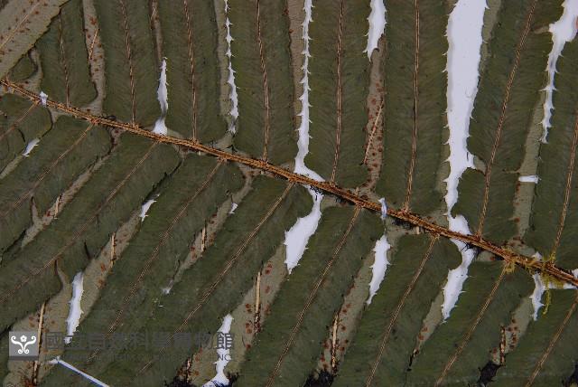 桫欏鱗毛蕨藏品圖，第4張