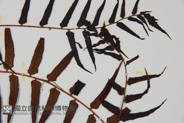 黑桫蕨藏品圖，第4張