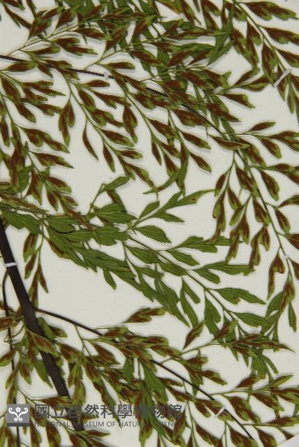大黑柄鐵角蕨、黃鱗鐵角蕨、大羽鐵角蕨藏品圖，第7張