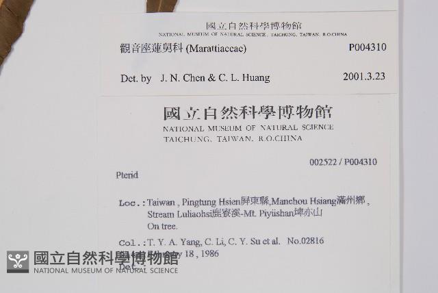 羅蔓藤蕨藏品圖，第4張