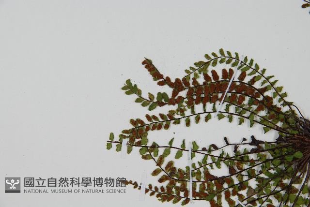 鐵角蕨藏品圖，第4張