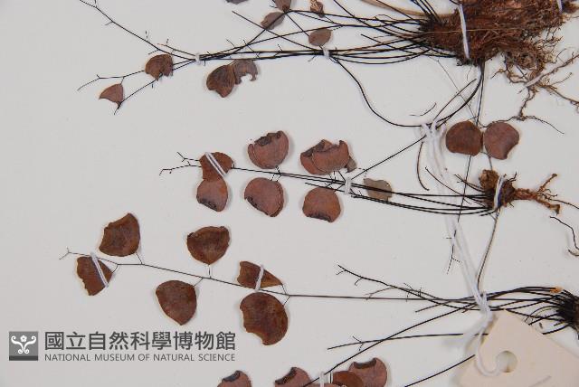 白堊鐵線蕨藏品圖，第3張