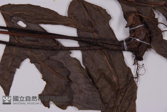 Accession Number:P001610 Collection Image, Figure 4, Total 5 Figures