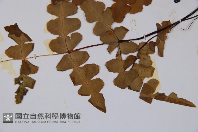 栗蕨藏品圖，第4張