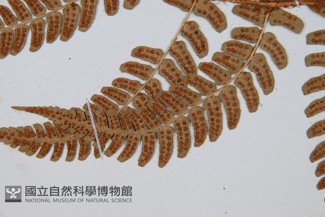 闊鱗鱗毛蕨藏品圖，第4張