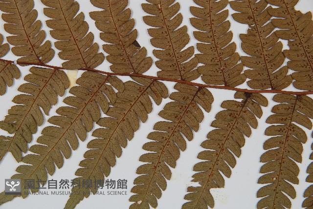 蘭嶼筆筒樹、蘭嶼桫欏藏品圖，第4張