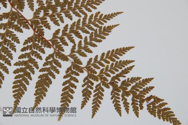 碗蕨藏品圖，第4張