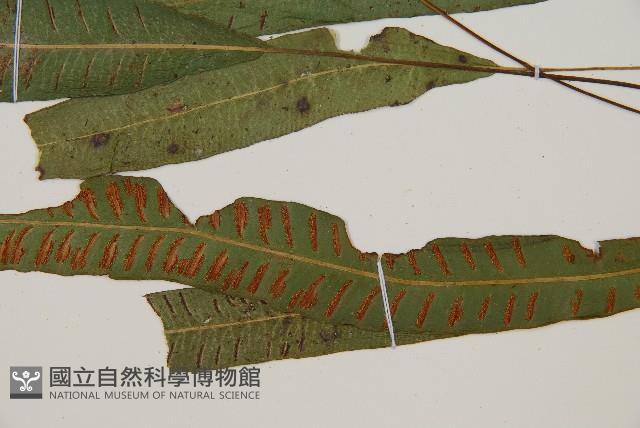 單葉雙蓋蕨藏品圖，第4張