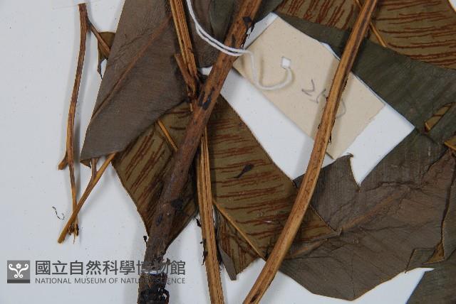 隱脈細柄雙蓋蕨藏品圖，第4張