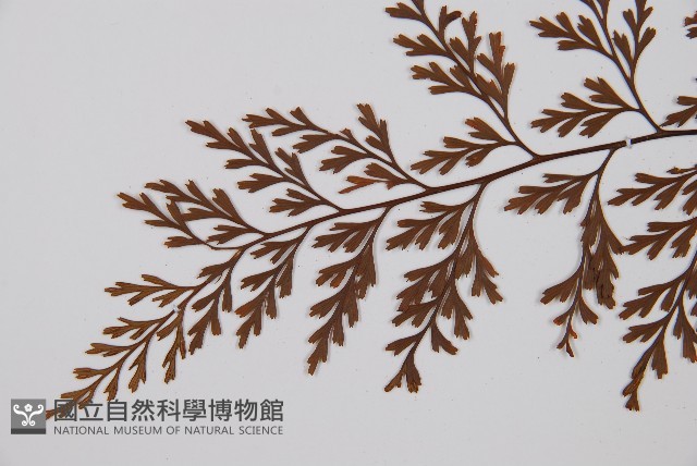 威氏鐵角蕨藏品圖，第4張