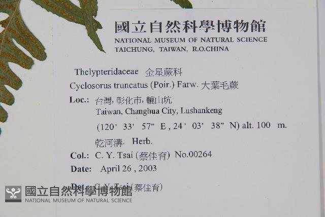 大葉毛蕨藏品圖，第4張