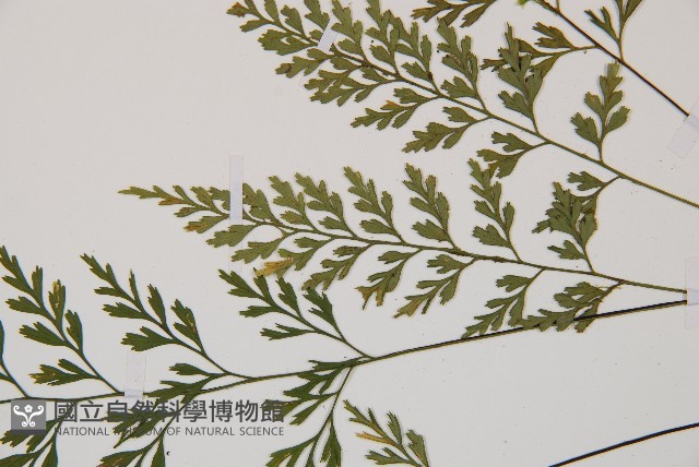 威氏鐵角蕨藏品圖，第4張