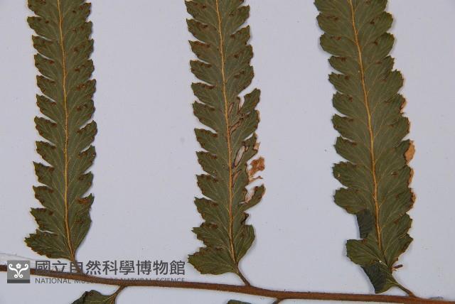 邊緣鱗蓋蕨藏品圖，第4張