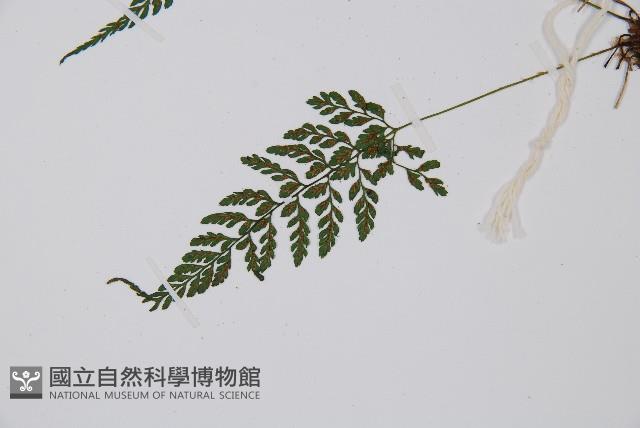 蓬萊蹄蓋蕨藏品圖，第4張