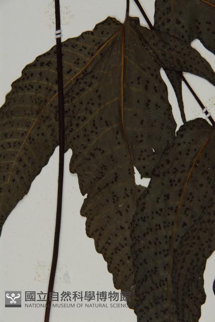 三叉蕨藏品圖，第4張