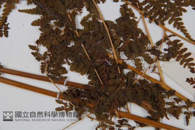 華南鱗蓋蕨藏品圖，第4張