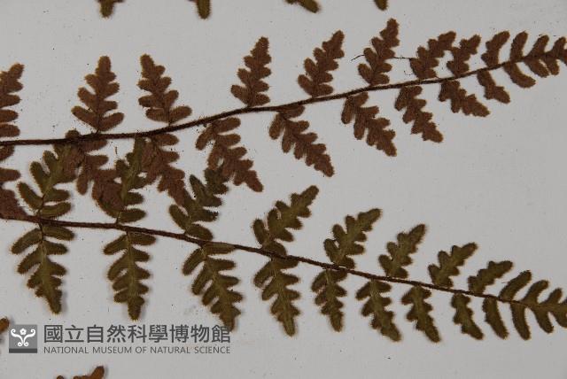 歐洲金毛裸蕨藏品圖，第3張
