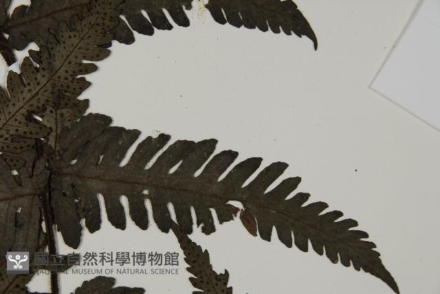 高士佛擬肋毛蕨藏品圖，第4張