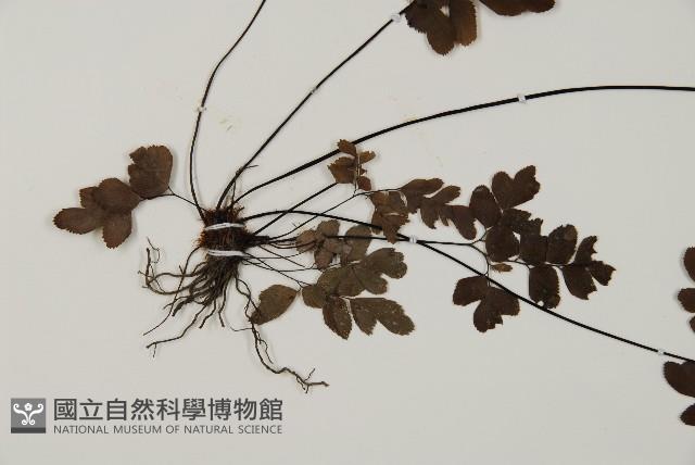 扇葉鐵線蕨藏品圖，第3張
