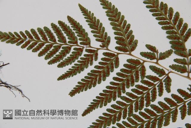 高山蹄蓋蕨藏品圖，第7張